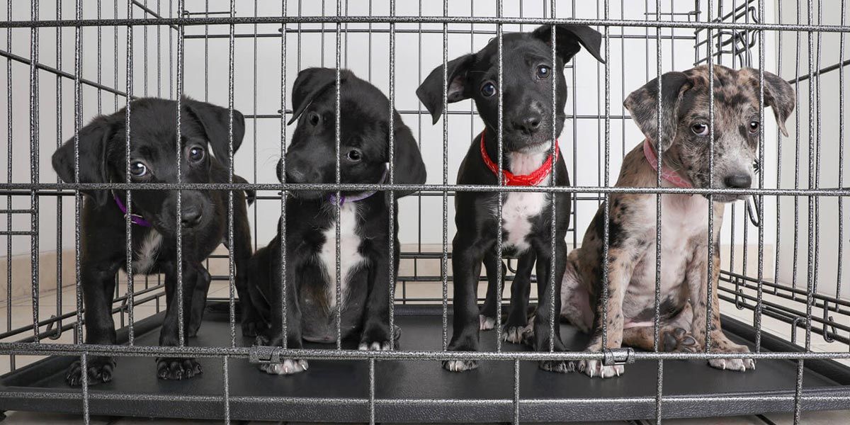 Como comprar um cachorro?