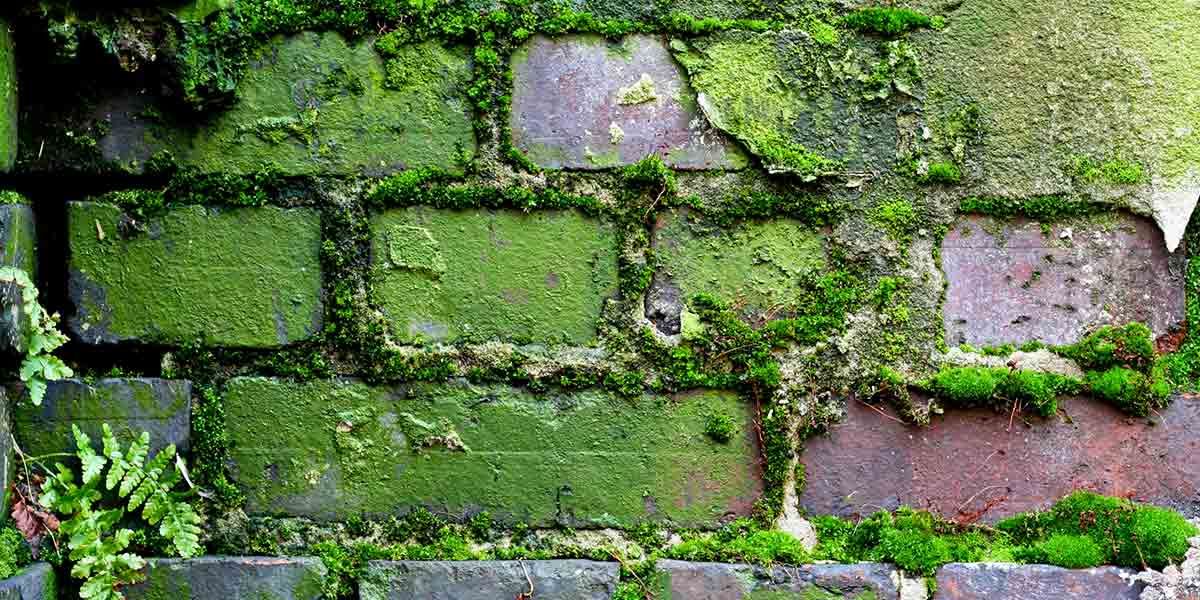 Diário do fundo do poço.