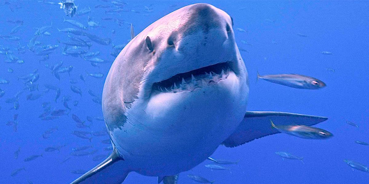 Sobrevivendo ataques de tubarão.