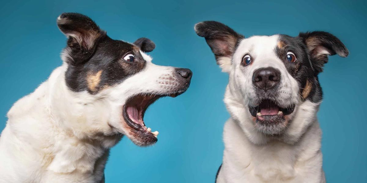 Comunicação Canina.