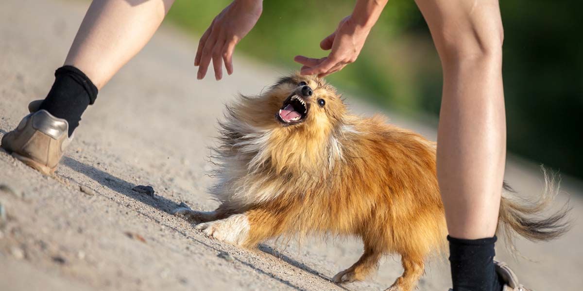 Sobrevivendo ataques de cachorros.