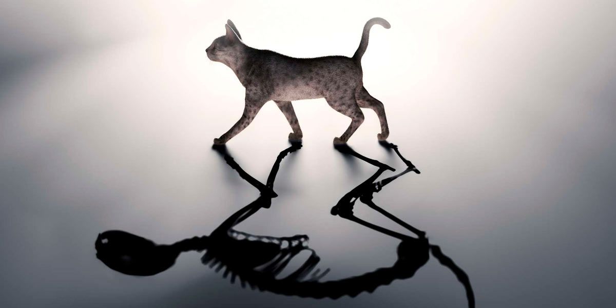 Gato de Schrödinger.