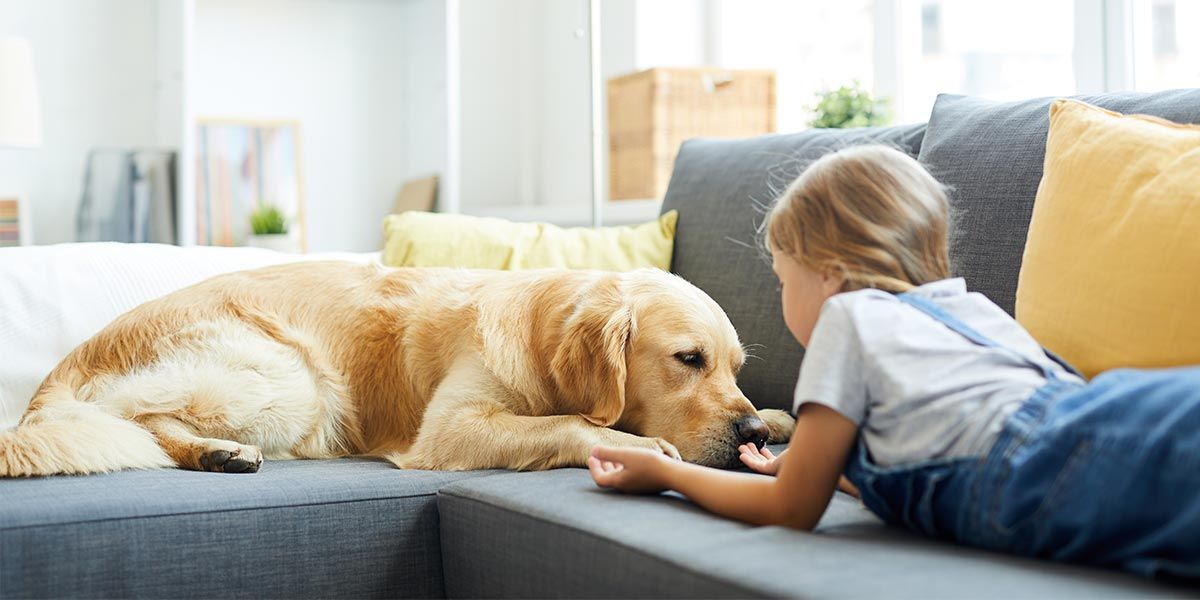 Benefícios de um animal de estimação.