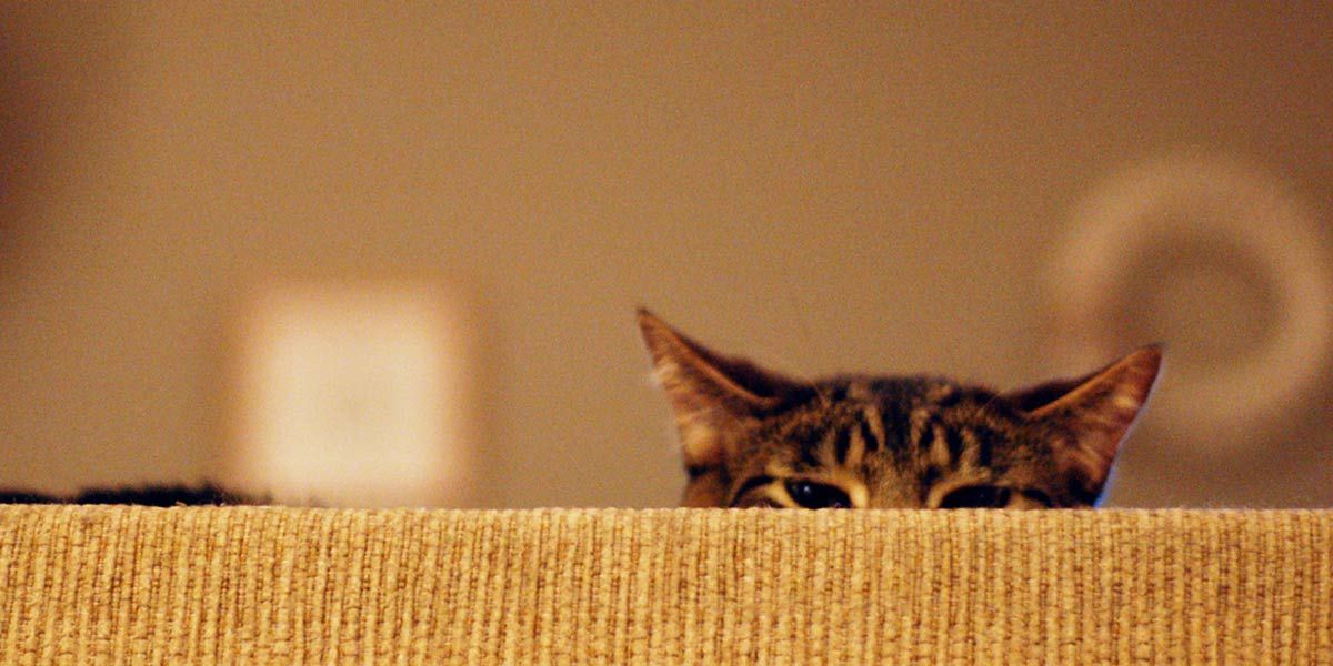 Agentes provocadores.