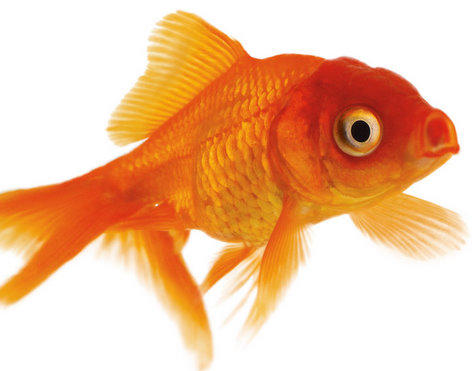 Peixe-Dourado-de-Aquario