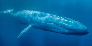 Baleia Azul.
